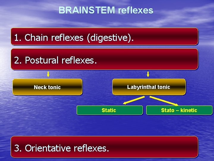 BRAINSTEM reflexes 1. Chain reflexes (digestive). 2. Postural reflexes. Labyrinthal tonic Neck tonic Static