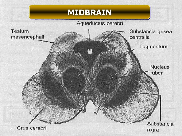 MIDBRAIN 