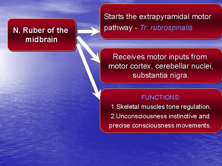 N. Ruber of the midbrain Starts the extrapyramidal motor pathway - Tr. rubrospinalis Receives