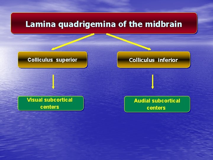 Lamina quadrigemina of the midbrain Colliculus superior Visual subcortical centers Colliculus inferior Audial subcortical