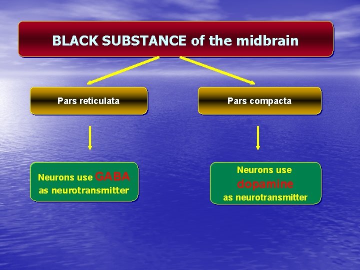 BLACK SUBSTANCE of the midbrain Pars reticulata Neurons use GABA as neurotransmitter Pars compacta