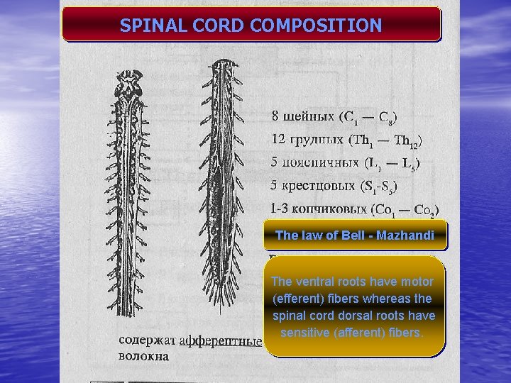 SPINAL CORD COMPOSITION The law of Bell - Mazhandi The ventral roots have motor