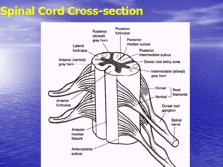 Spinal Cord Cross-section 