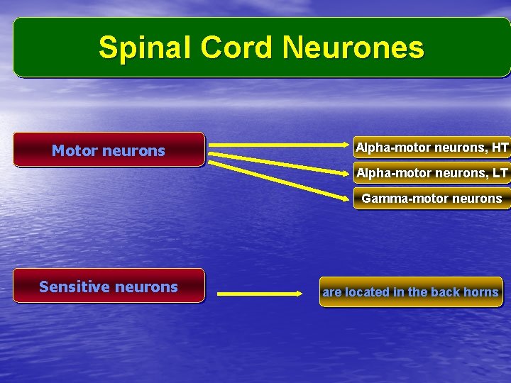 Spinal Cord Neurones Motor neurons Alpha-motor neurons, HT Alpha-motor neurons, LT Gamma-motor neurons Sensitive