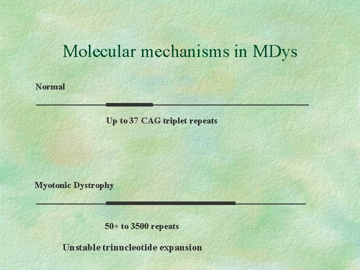 Molecular mechanisms in MDys Normal Up to 37 CAG triplet repeats Myotonic Dystrophy 50+