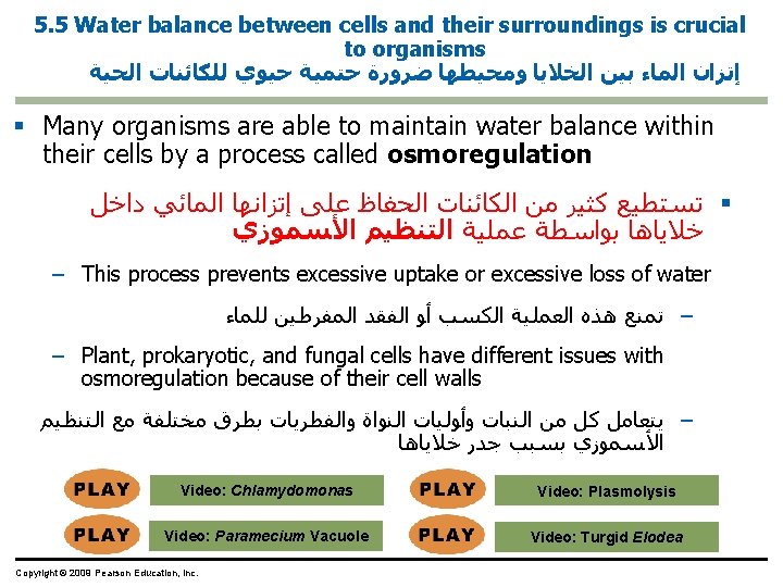 5. 5 Water balance between cells and their surroundings is crucial to organisms ﺇﺗﺰﺍﻥ