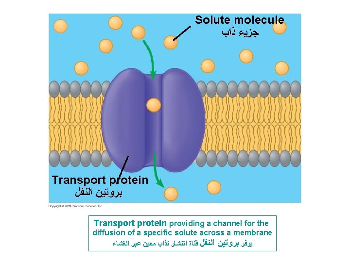 Solute molecule ﺟﺰﻳﺀ ﺫﺍﺏ Transport protein ﺑﺮﻭﺗﻴﻦ ﺍﻟﻨﻘﻞ Transport protein providing a channel for