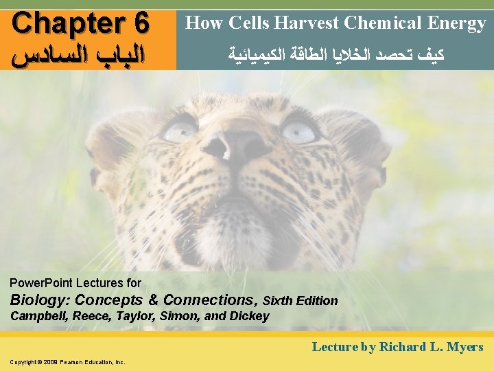 Chapter 6 ﺍﻟﺒﺎﺏ ﺍﻟﺴﺎﺩﺱ How Cells Harvest Chemical Energy ﻛﻴﻒ ﺗﺤﺼﺪ ﺍﻟﺨﻼﻳﺎ ﺍﻟﻄﺎﻗﺔ ﺍﻟﻜﻴﻤﻴﺎﺋﻴﺔ