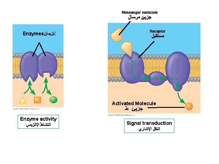 Messenger molecule ﺟﺰﻳﺊ ﻣﺮﺳﺎﻝ Receptor Enzymes ﺇﻧﺰﻳﻤﺎﻥ ﻣﺴﺘﻘﺒﻞ Activated Molecule ﺟﺰﻳﺊ ﻁ Enzyme activity