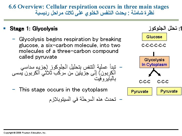 6. 6 Overview: Cellular respiration occurs in three main stages ﻳﺤﺪﺙ ﺍﻟﺘﻨﻔﺲ ﺍﻟﺨﻠﻮﻱ ﻋﻠﻰ