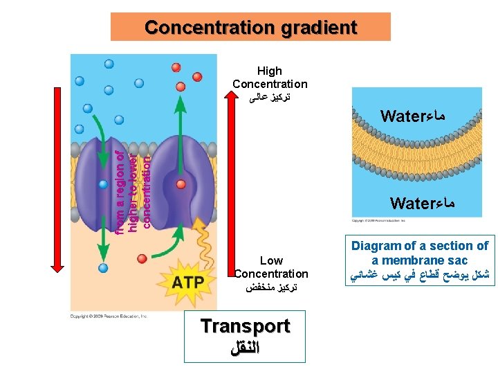 Concentration gradient High Concentration ﺗﺮﻛﻴﺰ ﻋﺎﻟﻰ from a region of higher to lower concentration