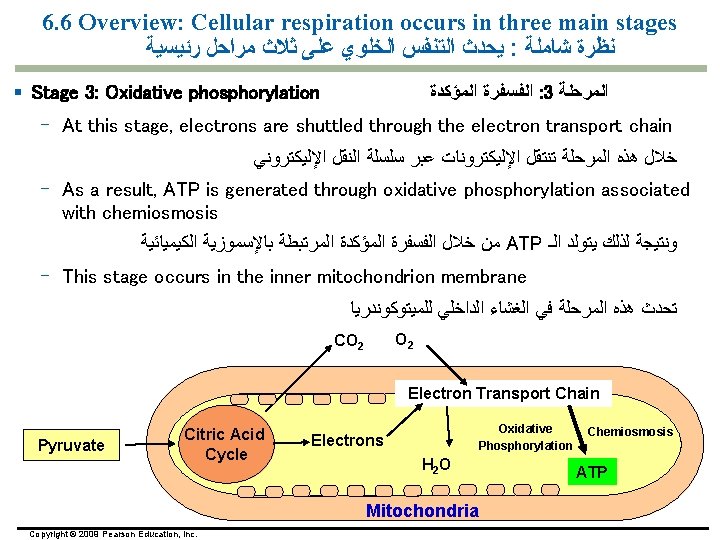 6. 6 Overview: Cellular respiration occurs in three main stages ﻳﺤﺪﺙ ﺍﻟﺘﻨﻔﺲ ﺍﻟﺨﻠﻮﻱ ﻋﻠﻰ