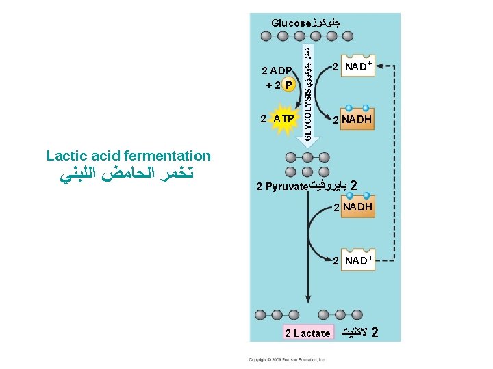 2 ADP 2 ATP GLYCOLYSIS ﺗﺤﻠﻞ ﺟﻠﻮﻛﻮﺯﻱ Glucose ﺟﻠﻮﻛﻮﺯ 2 NAD+ 2 NADH Lactic