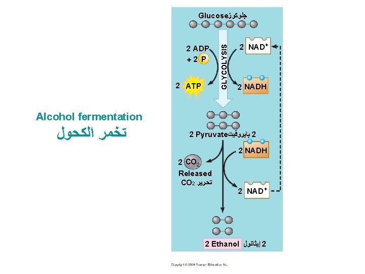 2 ADP 2 ATP GLYCOLYSIS Glucose ﺟﻠﻮﻛﻮﺯ 2 NAD+ 2 NADH Alcohol fermentation ﺗﺨﻤﺮ