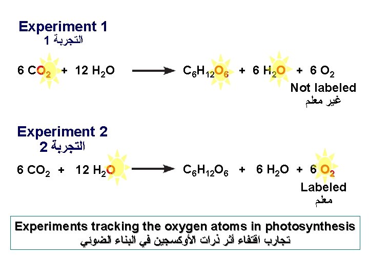 Experiment 1 1 ﺍﻟﺘﺠﺮﺑﺔ 6 CO 2 + 12 H 2 O C 6
