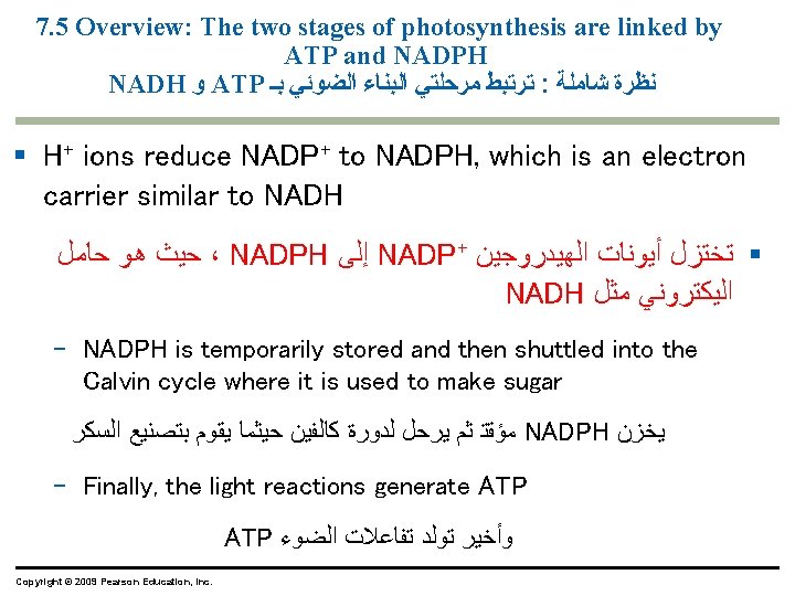 7. 5 Overview: The two stages of photosynthesis are linked by ATP and NADPH