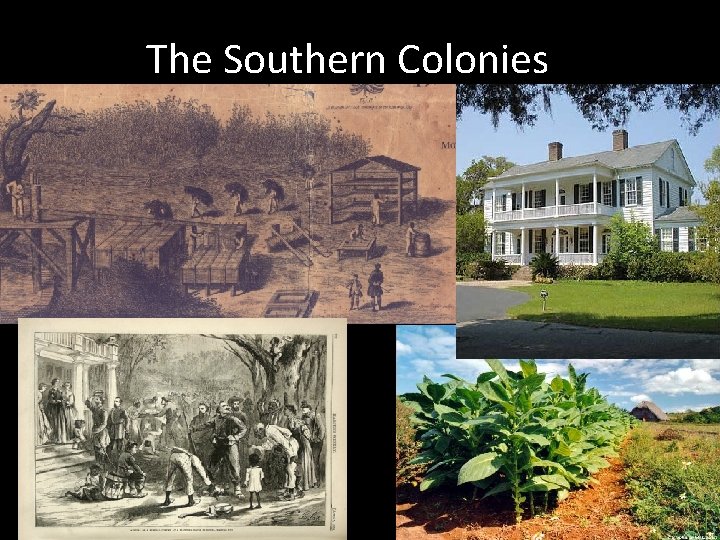 The Southern Colonies 