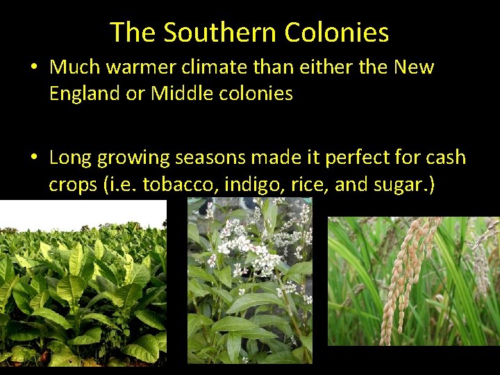 The Southern Colonies • Much warmer climate than either the New England or Middle