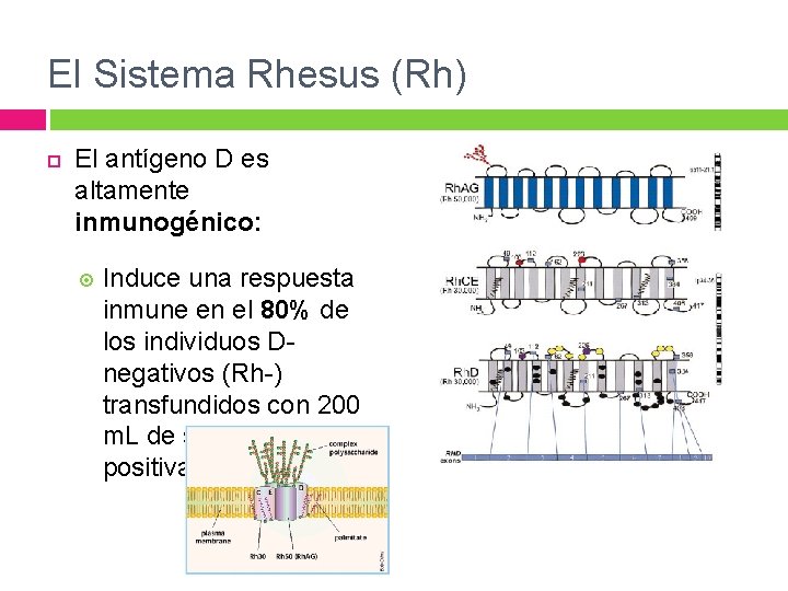 El Sistema Rhesus (Rh) El antígeno D es altamente inmunogénico: Induce una respuesta inmune El Sistema Rhesus (Rh) El antígeno D es altamente inmunogénico: Induce una respuesta inmune
