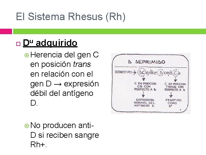 El Sistema Rhesus (Rh) Du adquirido Herencia del gen C en posición trans en El Sistema Rhesus (Rh) Du adquirido Herencia del gen C en posición trans en