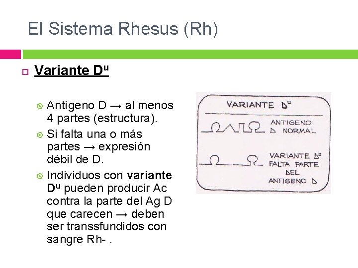 El Sistema Rhesus (Rh) Variante Du Antígeno D → al menos 4 partes (estructura). El Sistema Rhesus (Rh) Variante Du Antígeno D → al menos 4 partes (estructura).