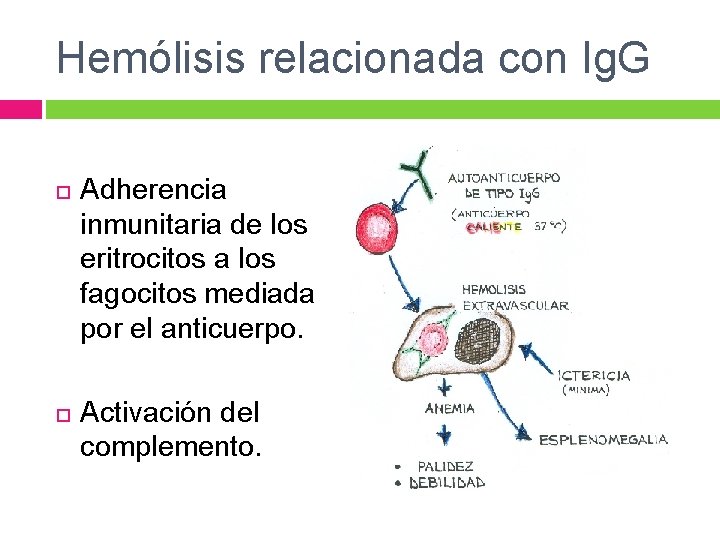 Hemólisis relacionada con Ig. G Adherencia inmunitaria de los eritrocitos a los fagocitos mediada Hemólisis relacionada con Ig. G Adherencia inmunitaria de los eritrocitos a los fagocitos mediada
