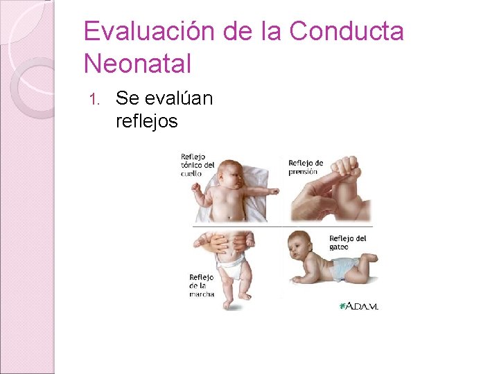Evaluación de la Conducta Neonatal 1. Se evalúan reflejos Evaluación de la Conducta Neonatal 1. Se evalúan reflejos