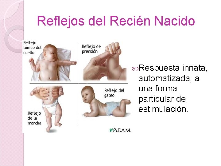 Reflejos del Recién Nacido Respuesta innata, automatizada, a una forma particular de estimulación. Reflejos del Recién Nacido Respuesta innata, automatizada, a una forma particular de estimulación.