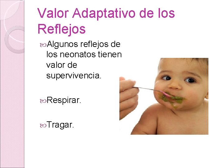 Valor Adaptativo de los Reflejos Algunos reflejos de los neonatos tienen valor de supervivencia. Valor Adaptativo de los Reflejos Algunos reflejos de los neonatos tienen valor de supervivencia.