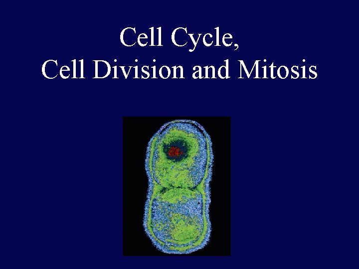 Cell Cycle, Cell Division and Mitosis 