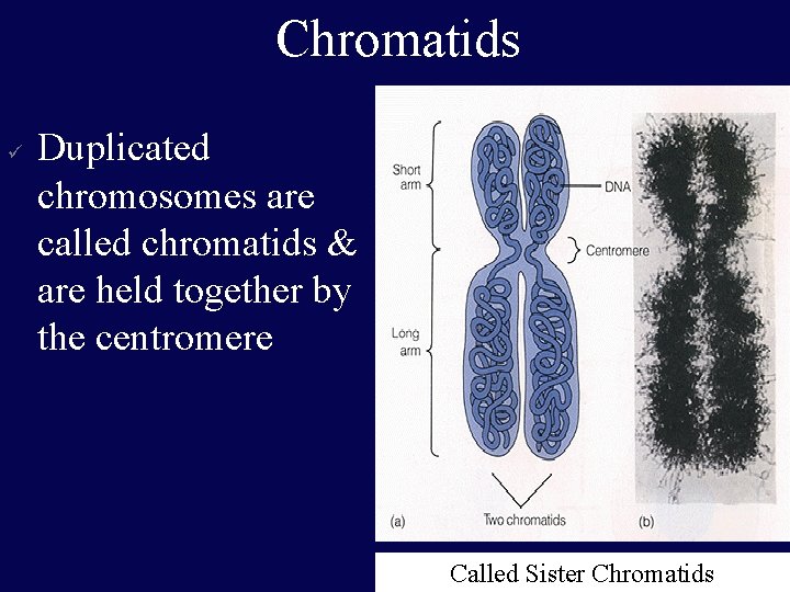 Chromatids ü Duplicated chromosomes are called chromatids & are held together by the centromere
