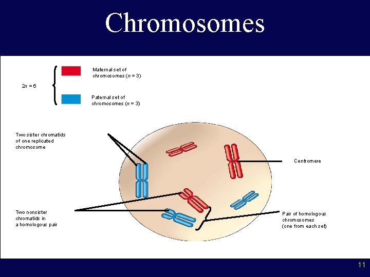 Chromosomes Maternal set of chromosomes (n = 3) 2 n = 6 Paternal set