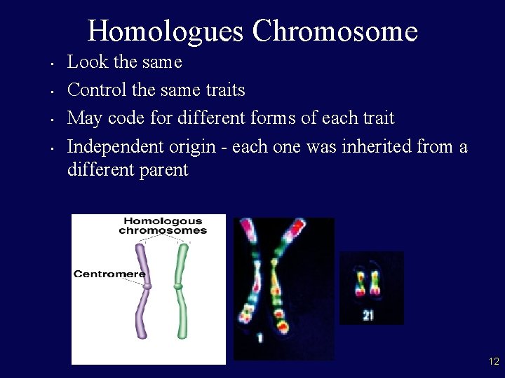 Homologues Chromosome • • Look the same Control the same traits May code for