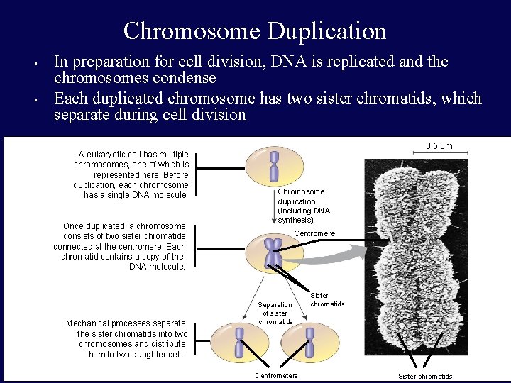 Chromosome Duplication • • In preparation for cell division, DNA is replicated and the