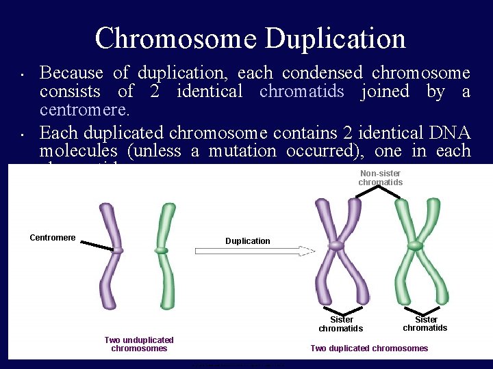 Chromosome Duplication • • Because of duplication, each condensed chromosome consists of 2 identical
