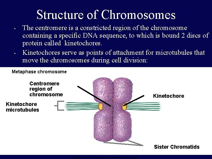 Structure of Chromosomes • • The centromere is a constricted region of the chromosome