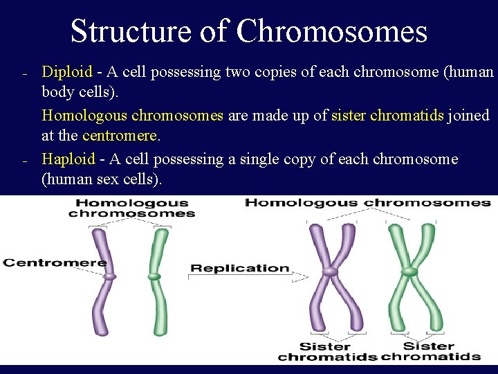 Structure of Chromosomes – – Diploid - A cell possessing two copies of each