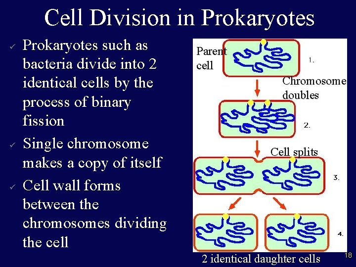 Cell Division in Prokaryotes ü ü ü Prokaryotes such as bacteria divide into 2