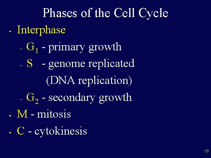 Phases of the Cell Cycle • • • Interphase – G 1 - primary