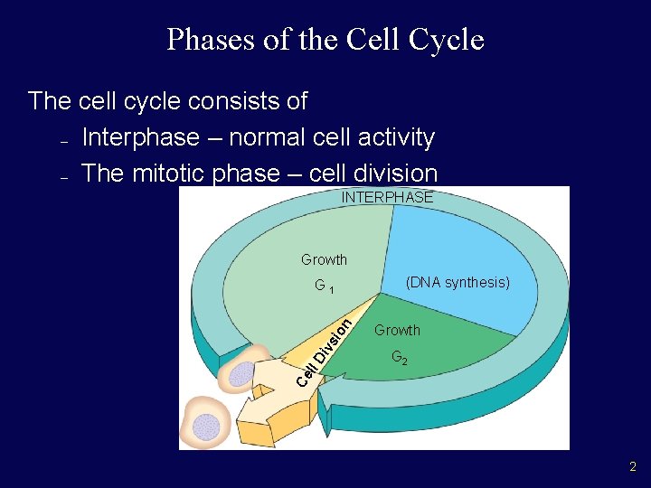Phases of the Cell Cycle The cell cycle consists of – Interphase – normal