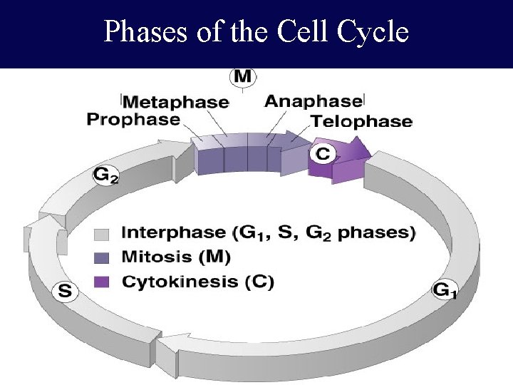 Phases of the Cell Cycle 20 