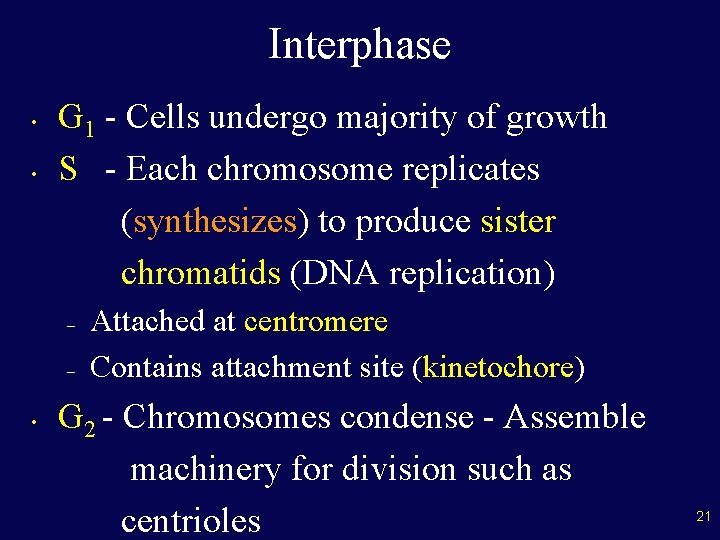 Interphase • • G 1 - Cells undergo majority of growth S - Each