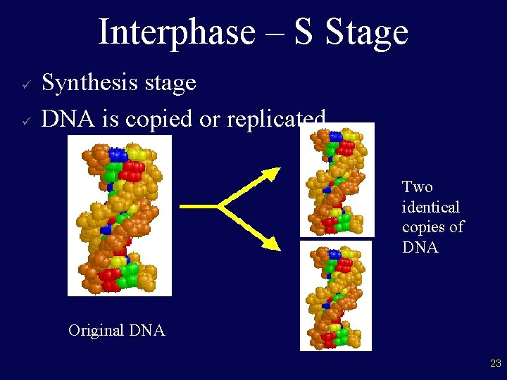 Interphase – S Stage ü ü Synthesis stage DNA is copied or replicated Two