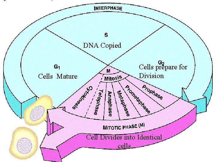 DNA Copied Cells Mature Cells prepare for Division Daughter Cells Cell Divides into Identical