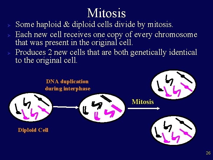 Mitosis Ø Ø Ø Some haploid & diploid cells divide by mitosis. Each new