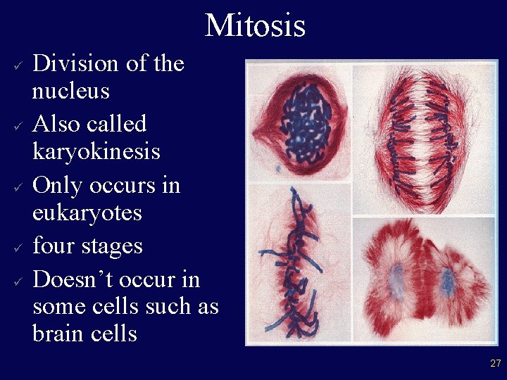 Mitosis ü ü ü Division of the nucleus Also called karyokinesis Only occurs in