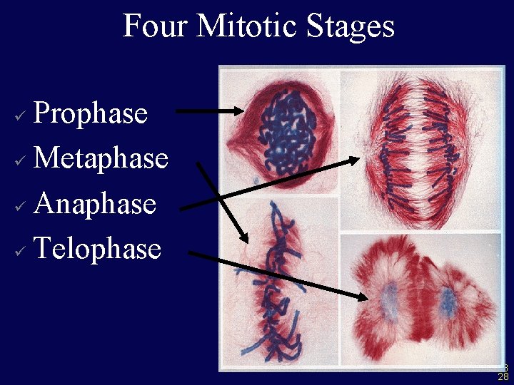 Four Mitotic Stages Prophase ü Metaphase ü Anaphase ü Telophase ü 28 28 