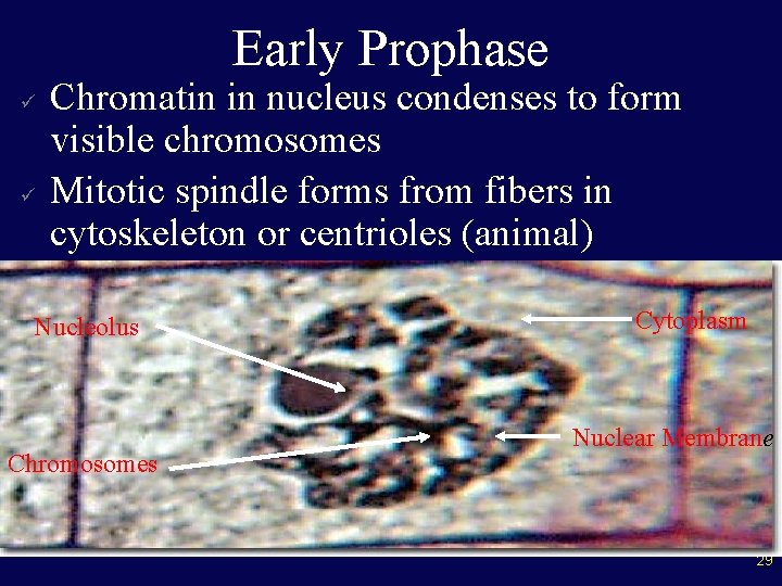 Early Prophase ü ü Chromatin in nucleus condenses to form visible chromosomes Mitotic spindle