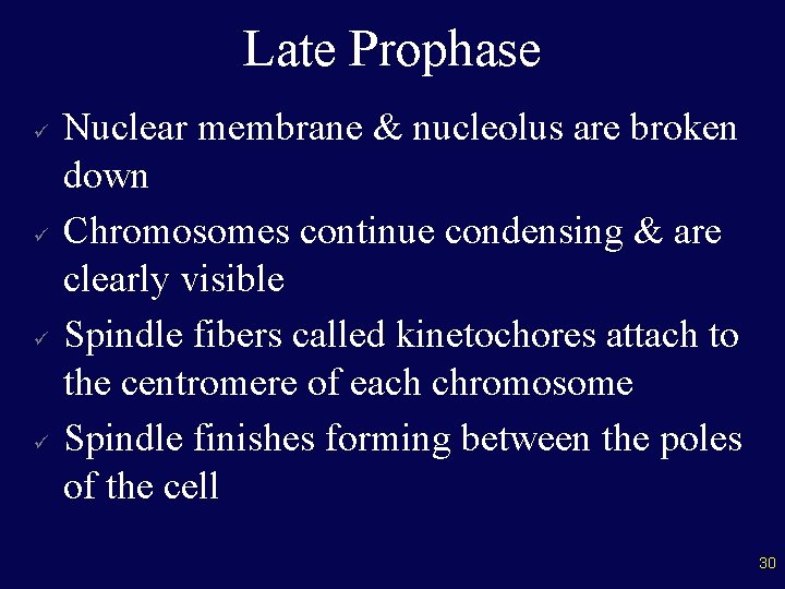 Late Prophase ü ü Nuclear membrane & nucleolus are broken down Chromosomes continue condensing