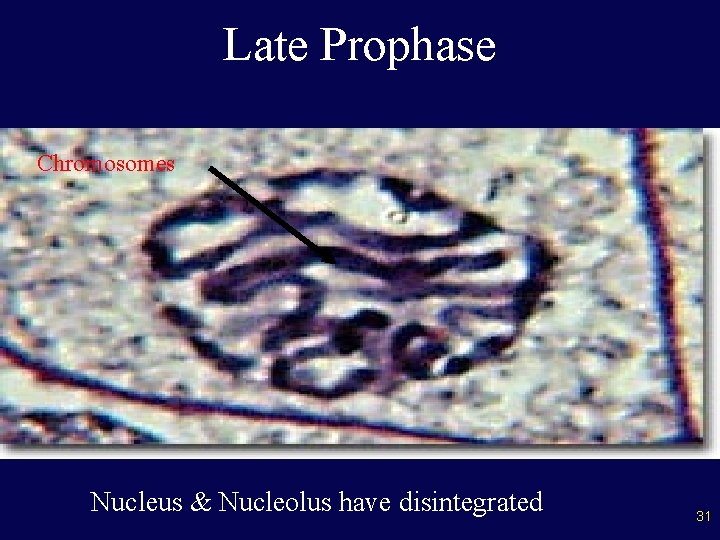 Late Prophase Chromosomes Nucleus & Nucleolus have disintegrated 31 